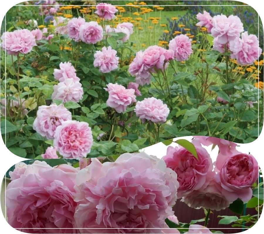 krzaczaste róże ausglisten