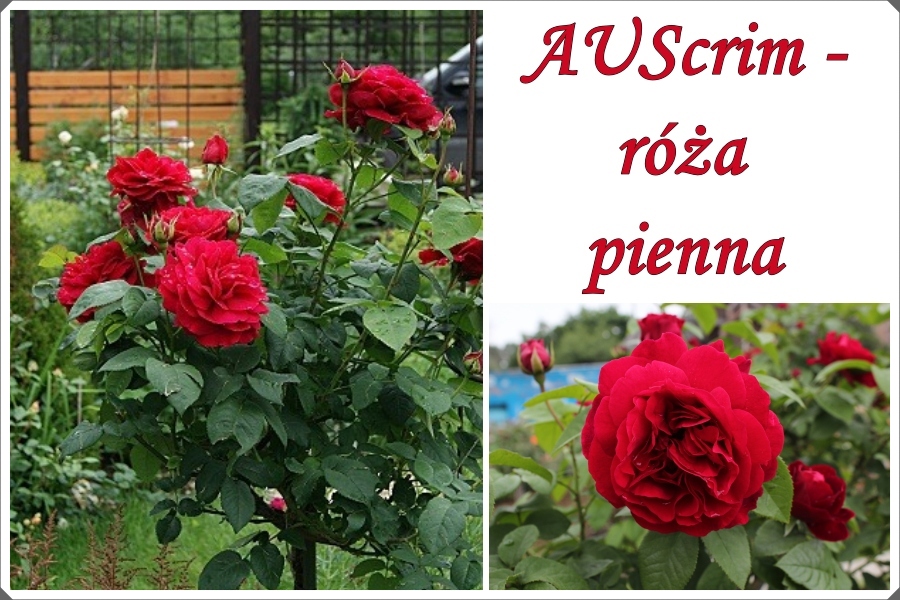 AUScrim róże pienne