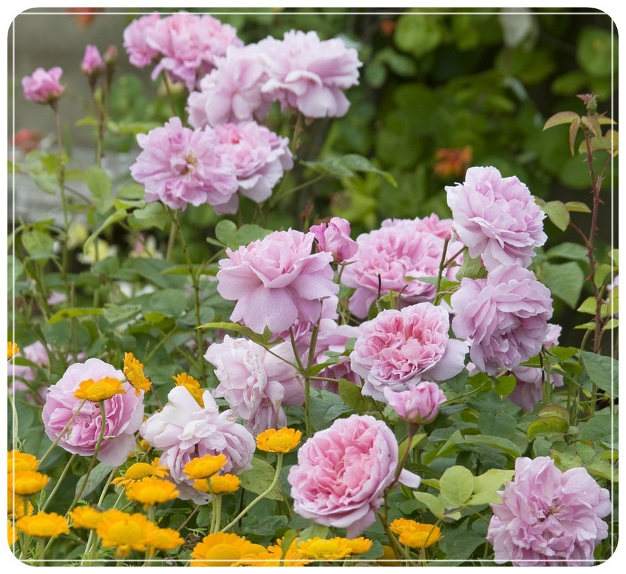 AUSglisten angielskie róże krzaczaste