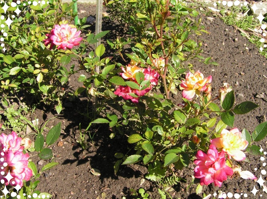 Baby Masquerade róże miniaturowe