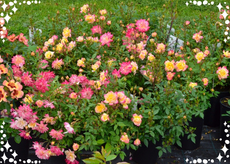 Baby Masquerade róże miniaturowe