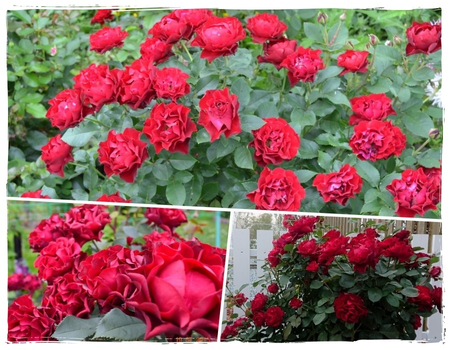 Barocca róże wielkokwiatowe