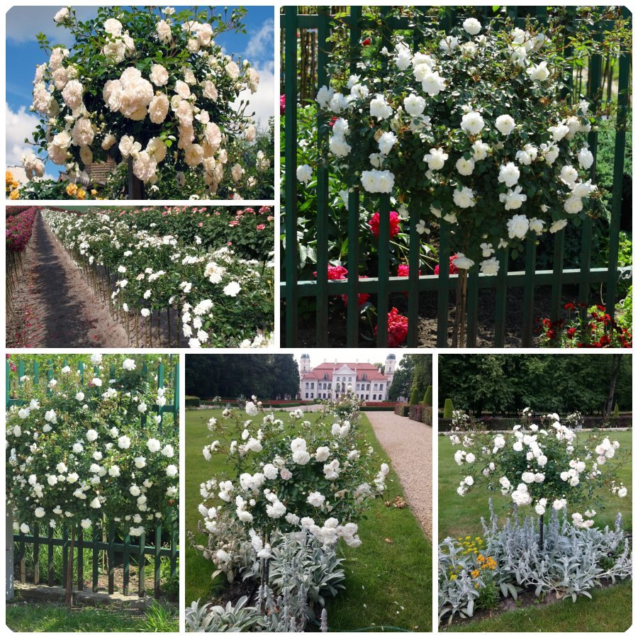 Bianco róże pienne