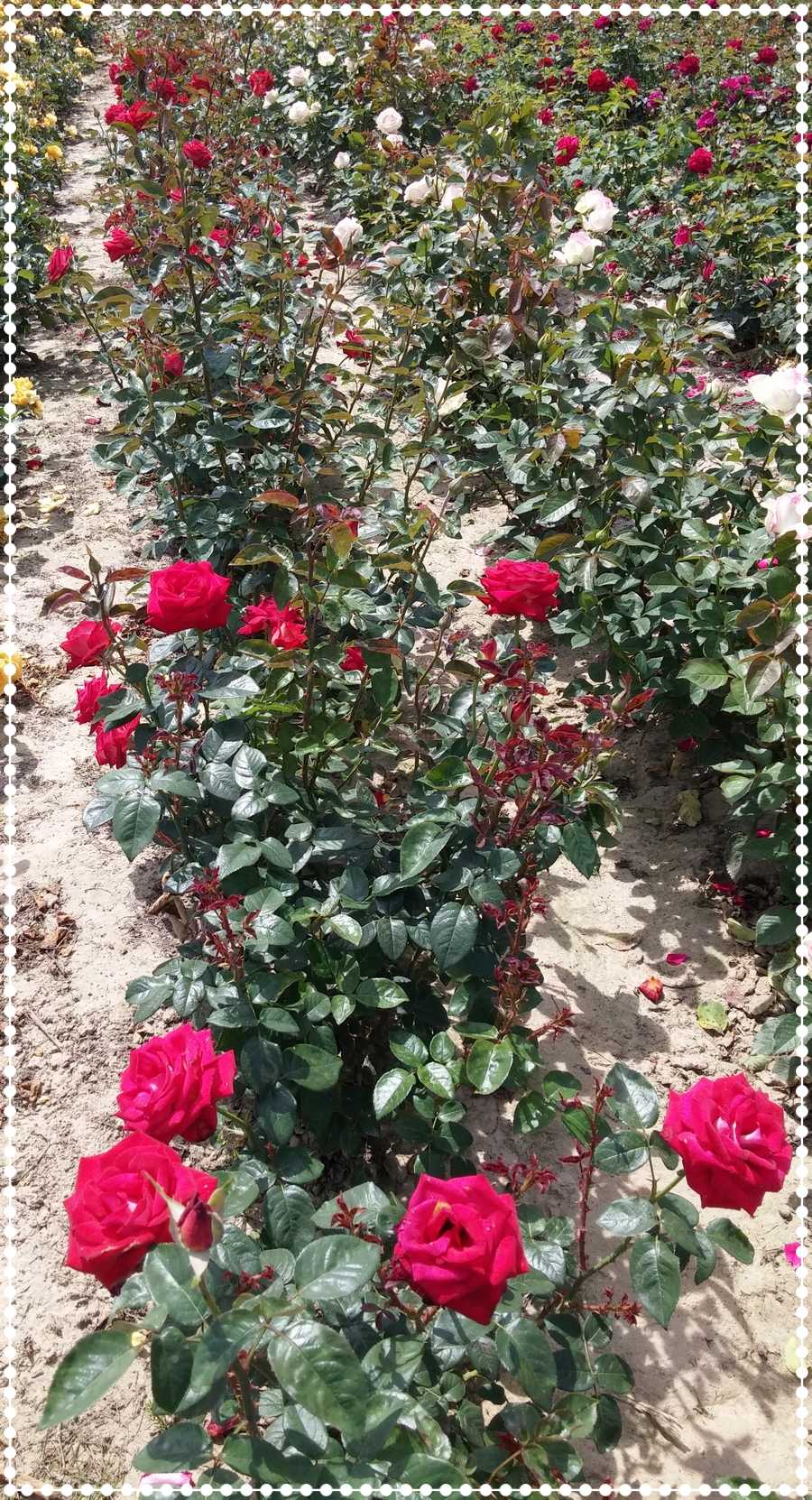 Bicolette róże wielkokwiatowe