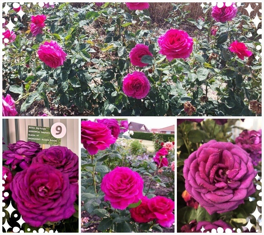 Big Purple róże wielkokwiatowe