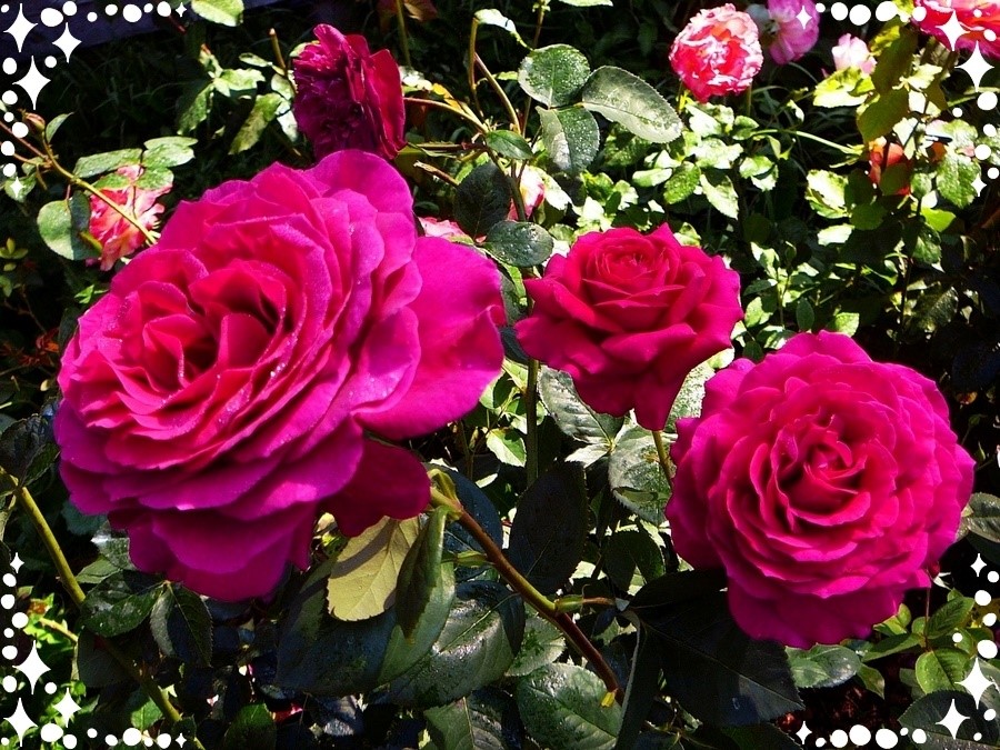 Big Purple róże wielkokwiatowe