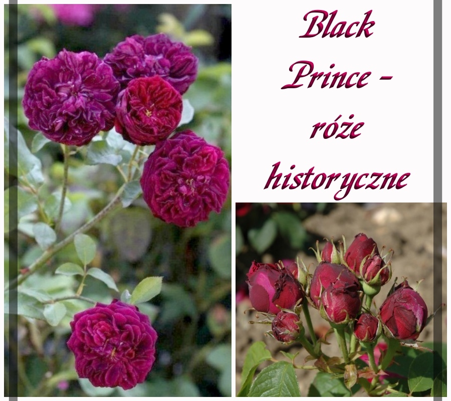 Black Prince róże historyczne