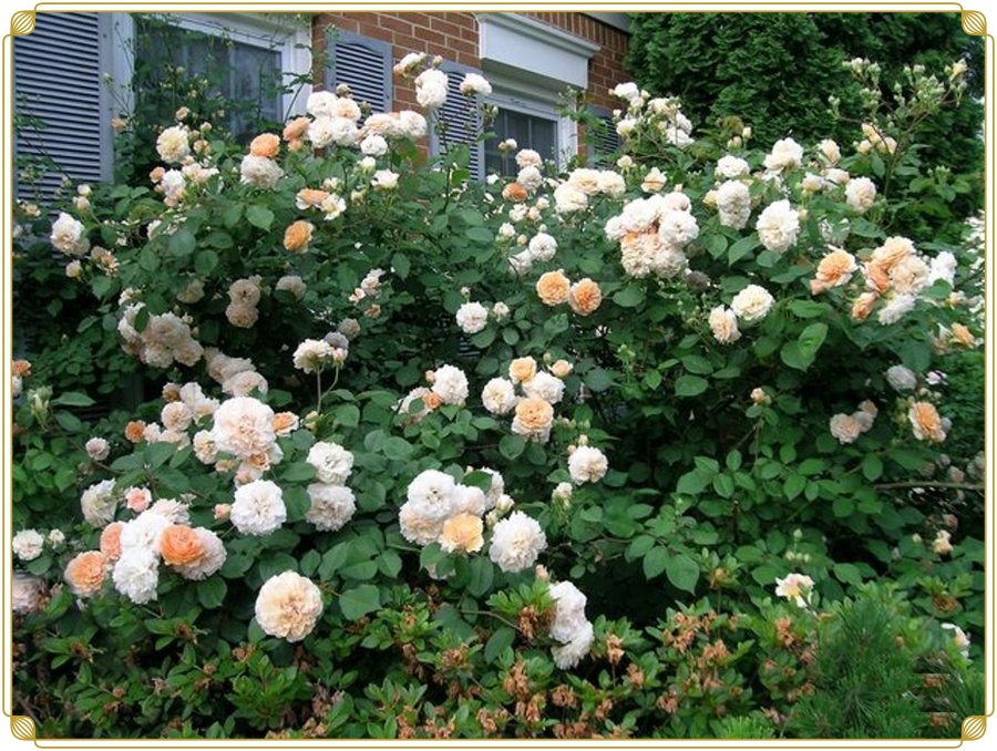 Buff Beauty historyczne róże piżmowe