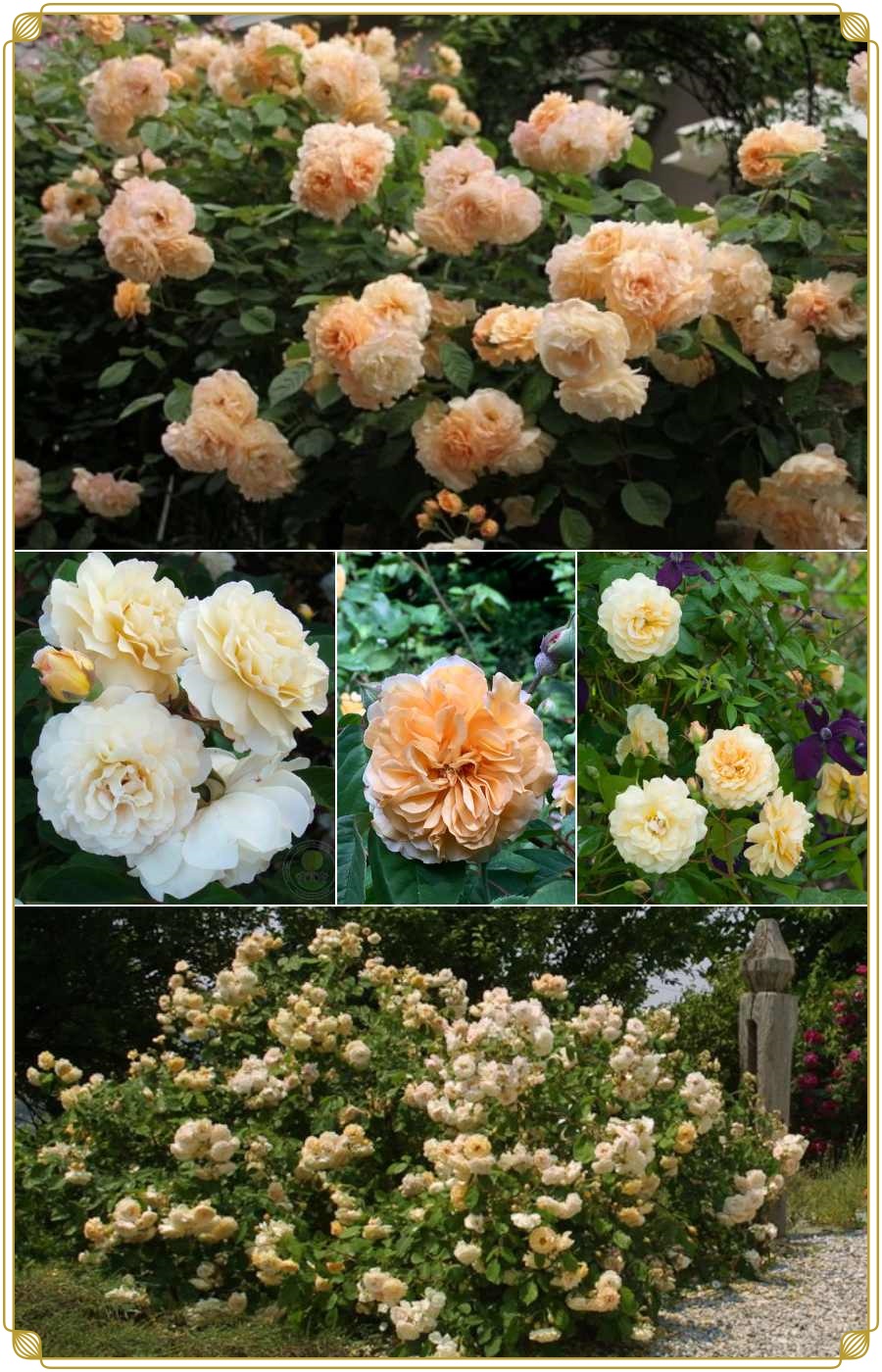 historyczne Buff Beauty róże piżmowe