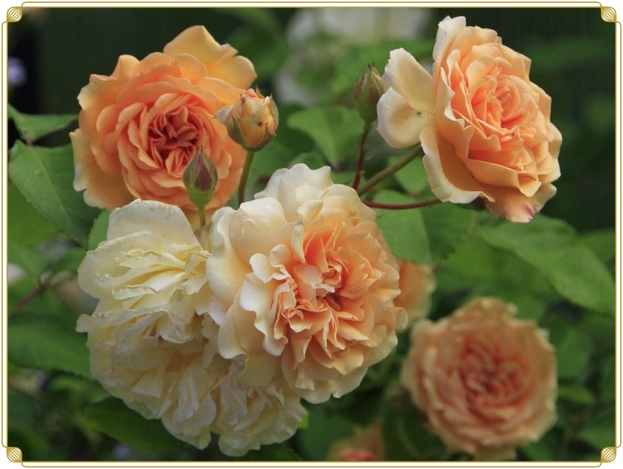 Buff Beauty róże piżmowe historyczne