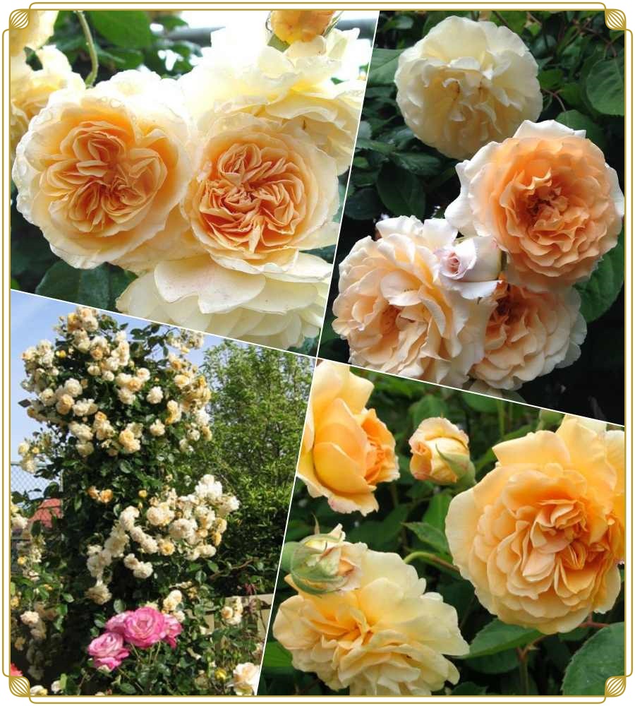 róże piżmowe historyczne Buff Beauty