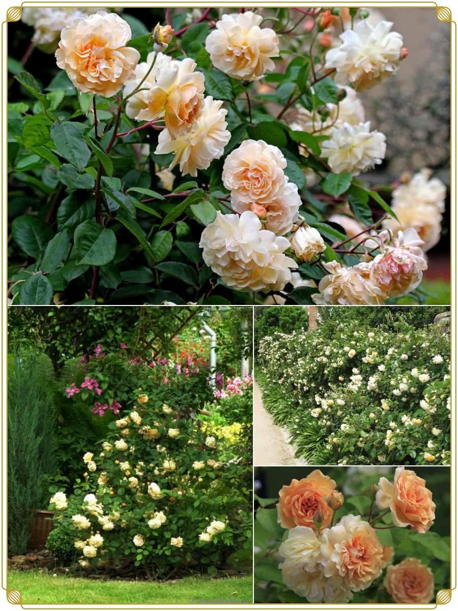 Buff Beauty róże piżmowe historyczne