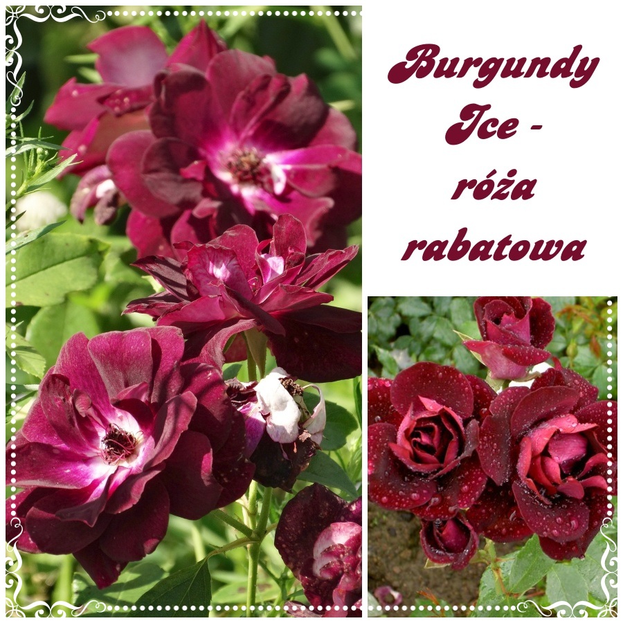 Burgundy Ice róże rabatowe