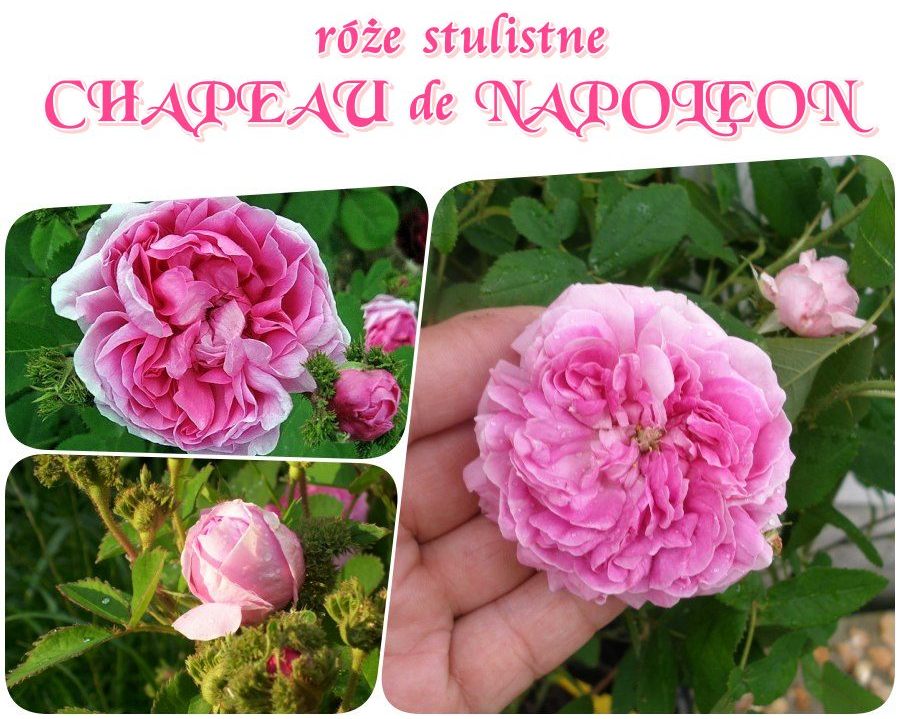 róże stulistne CHAPEAU de NAPOLEON