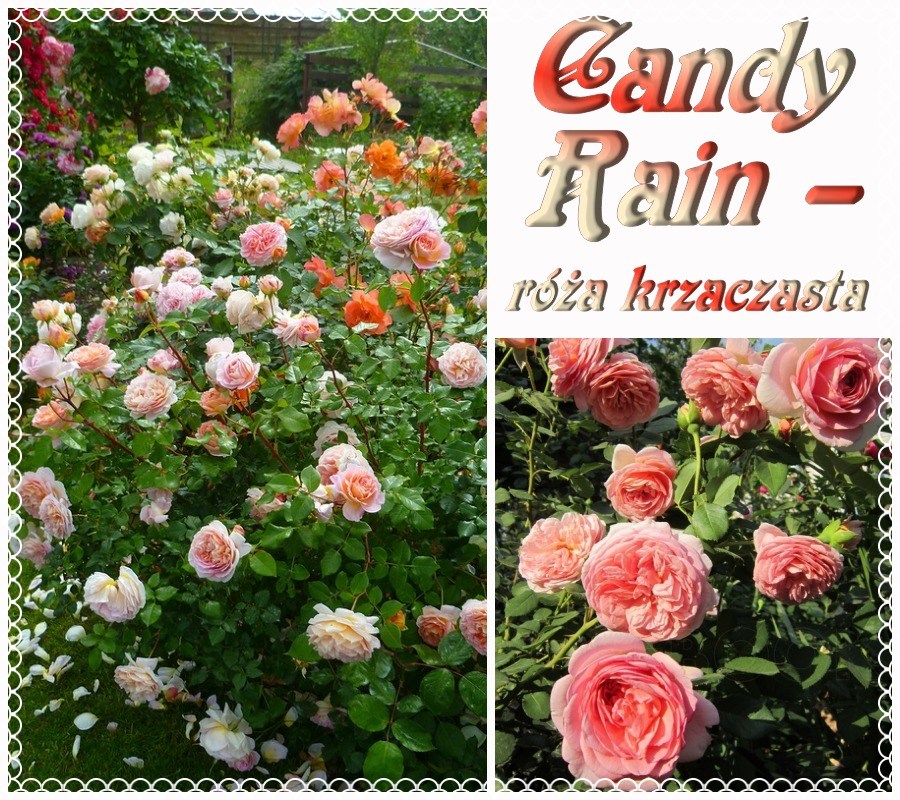 Candy Rain róże krzaczaste