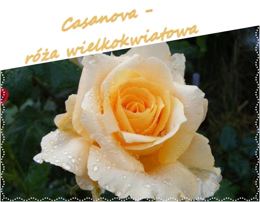 Casanova róże wielkokwiatowe