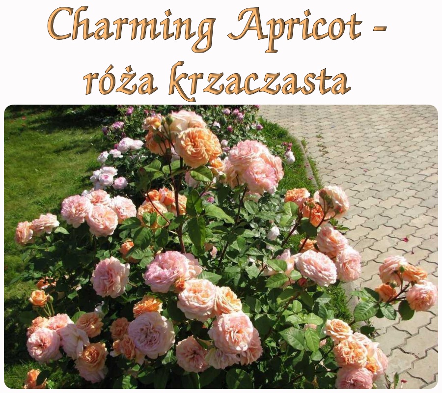 Charming Apricot róże krzaczaste