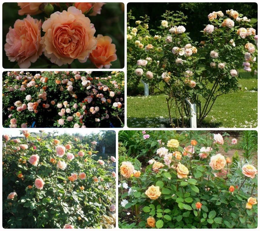 Charming Apricot róże krzaczaste