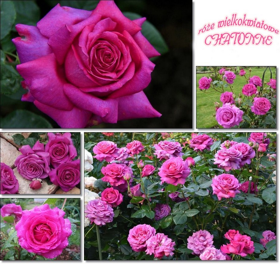 Chatonne róże wielkokwiatowe