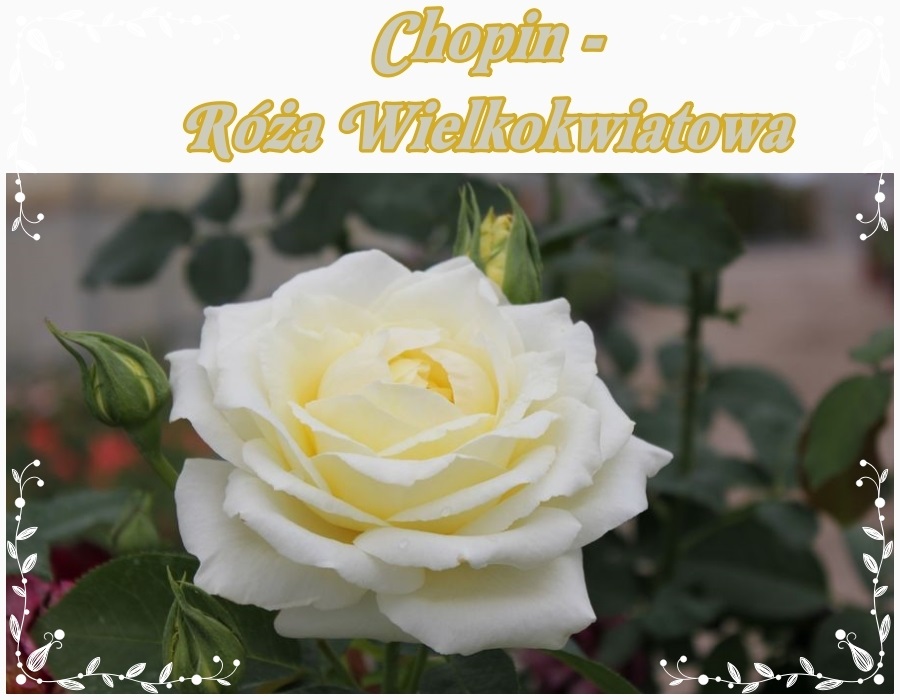 Chopin róże wielkokwiatowe