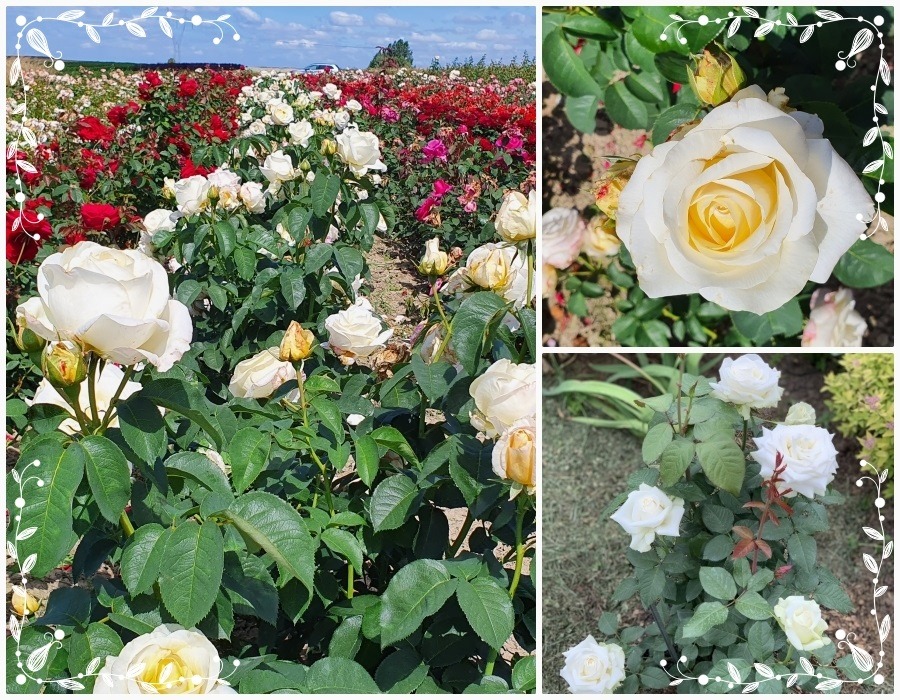 Chopin róże wielkokwiatowe
