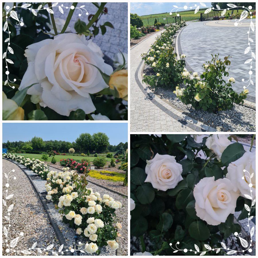 Chopin róża wielkokwiatowa
