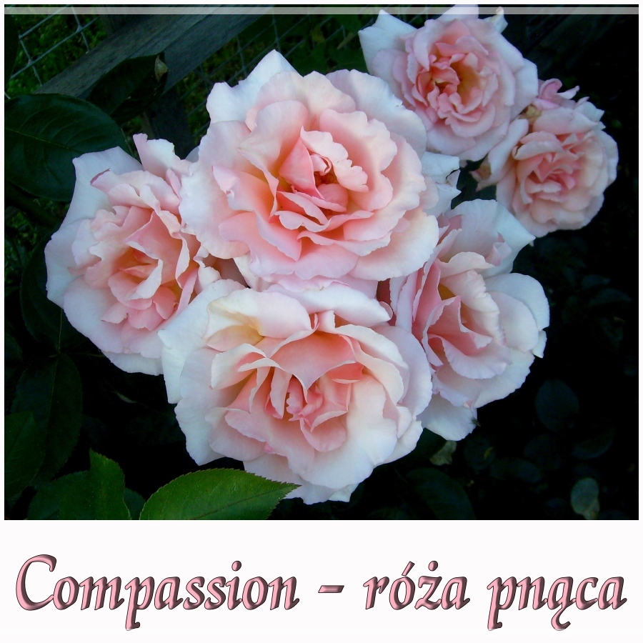 Compassion róże pnące