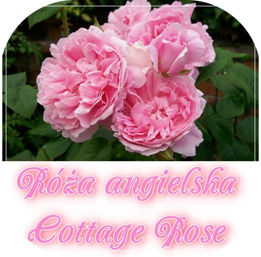 Cottage Rose róża angielska