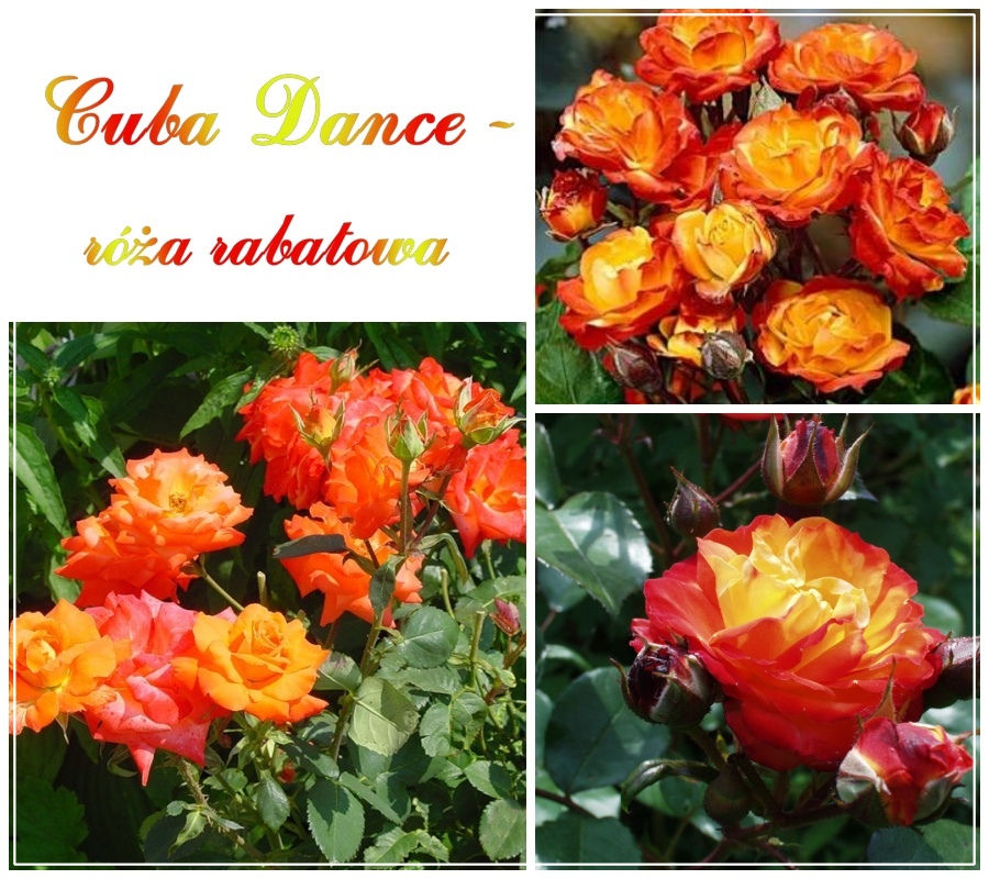 Cuba Dance róże rabatowe