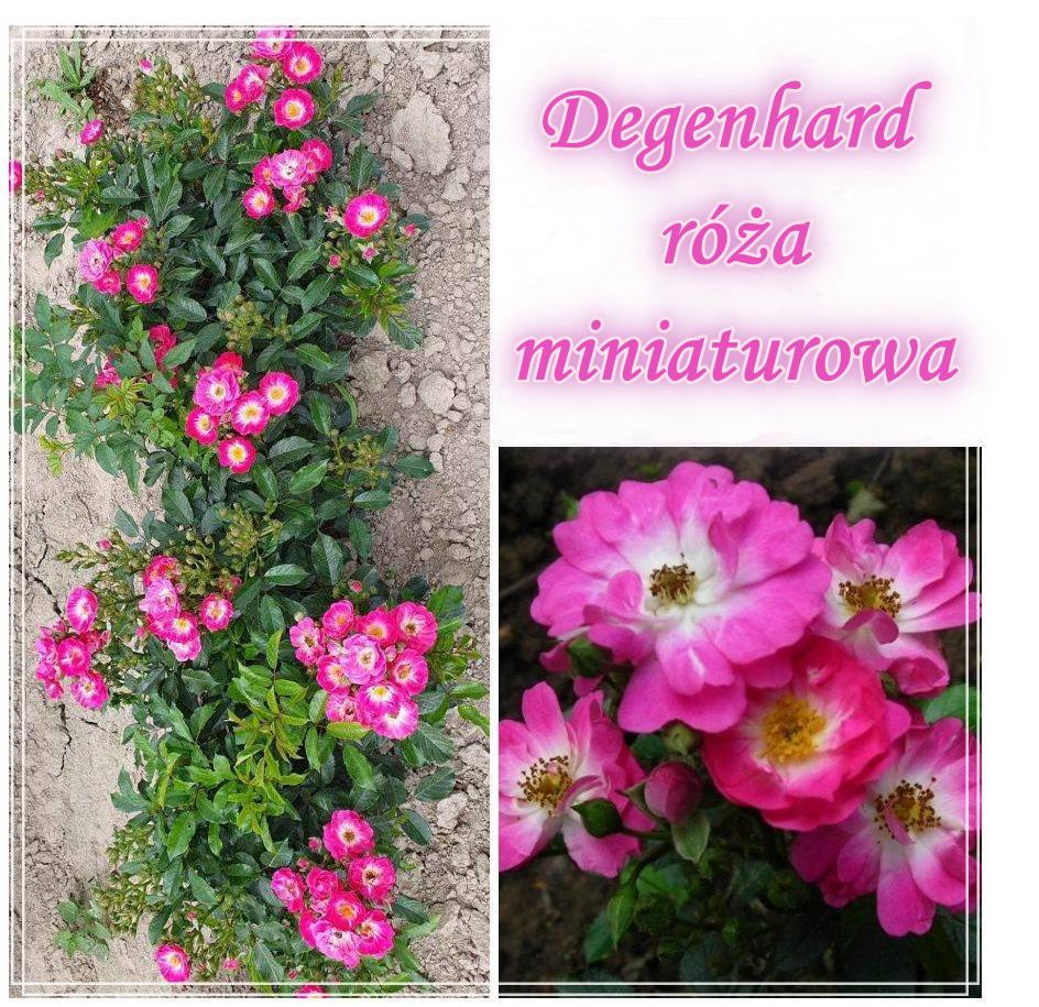 Degenhard róża miniaturowa 