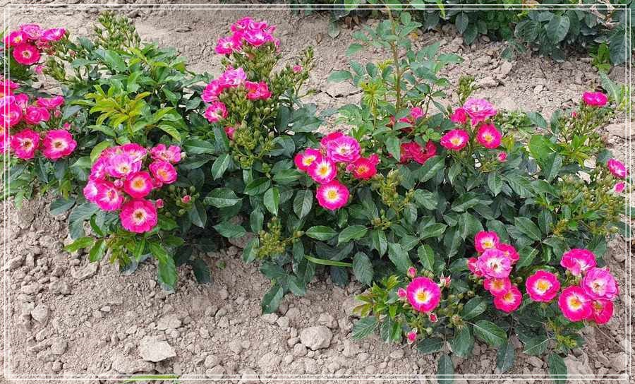 Degenhard róża miniaturowa 