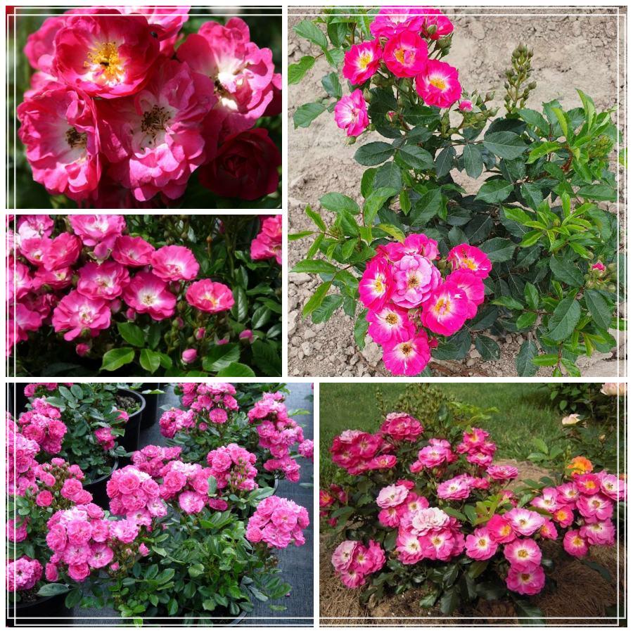 Degenhard róża miniaturowa 