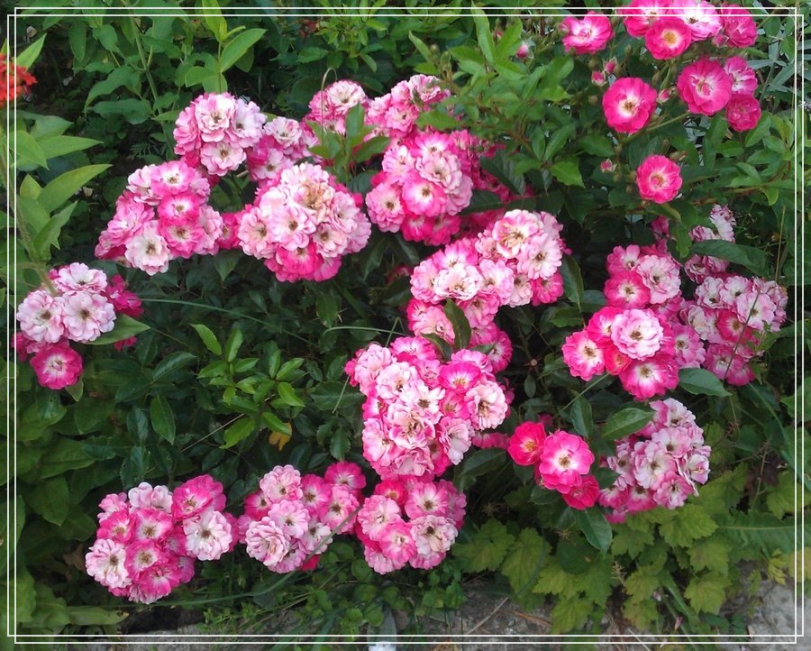 Degenhard róża miniaturowa 