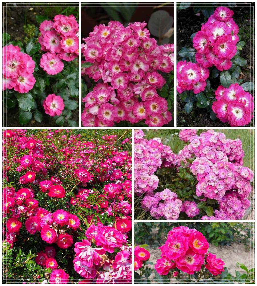 Degenhard róża miniaturowa 