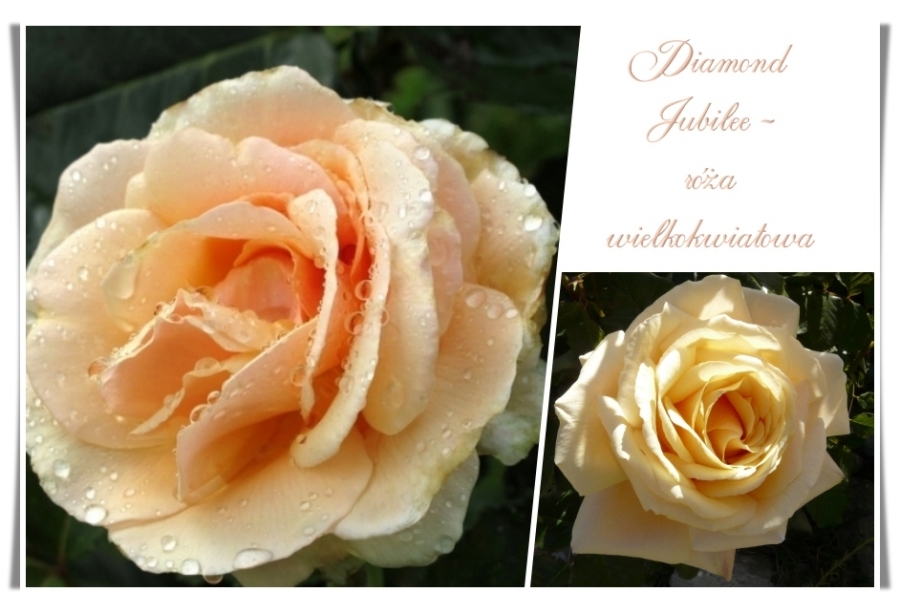 Diamond Jubilee róże wielkokwiatowe