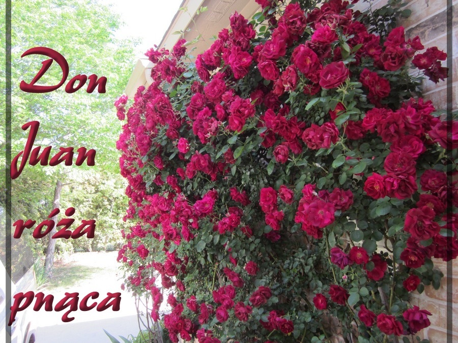 Don Juan róże pnące