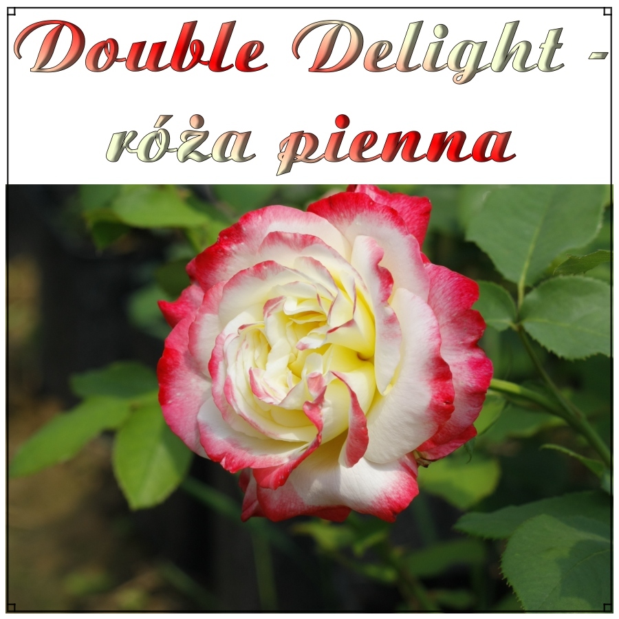 Double Delight róże pienne