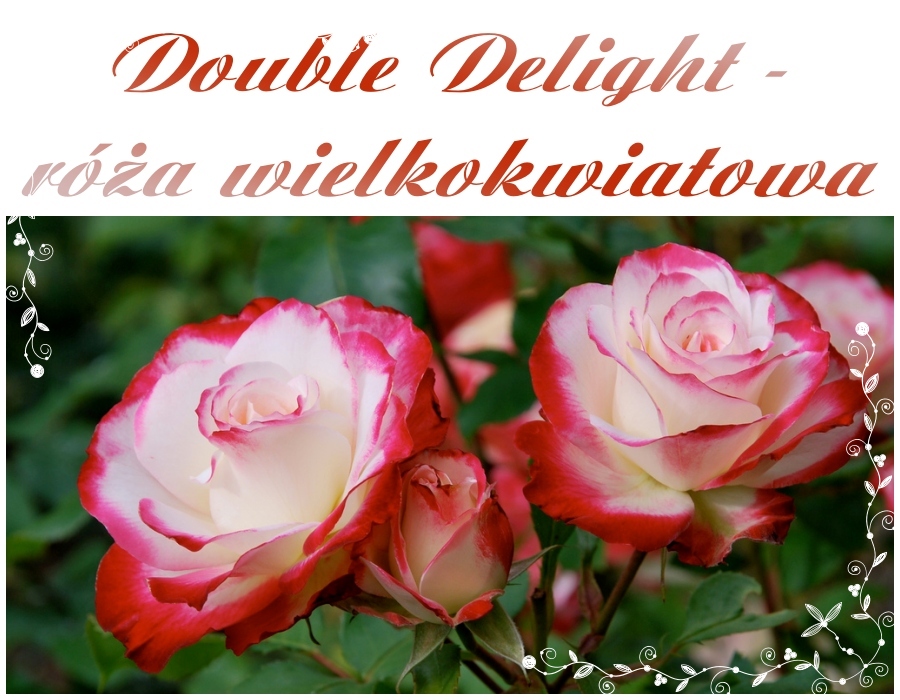 Double Delight róże wielkokwiatowe