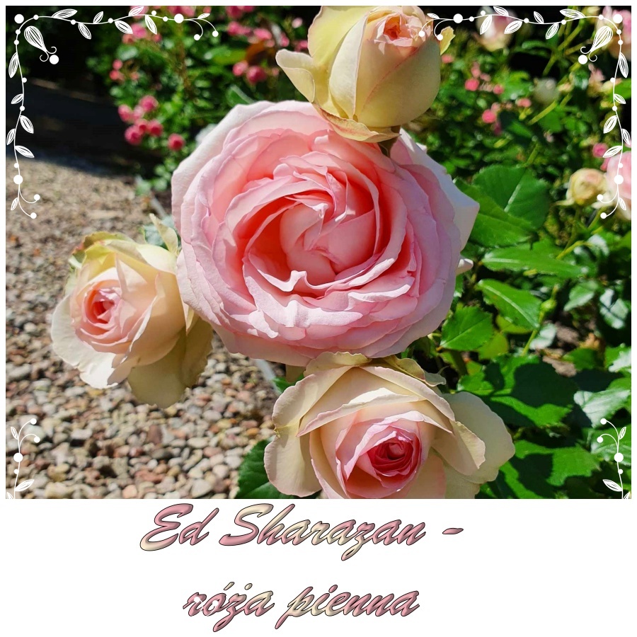 Ed Sharazan róże pienne