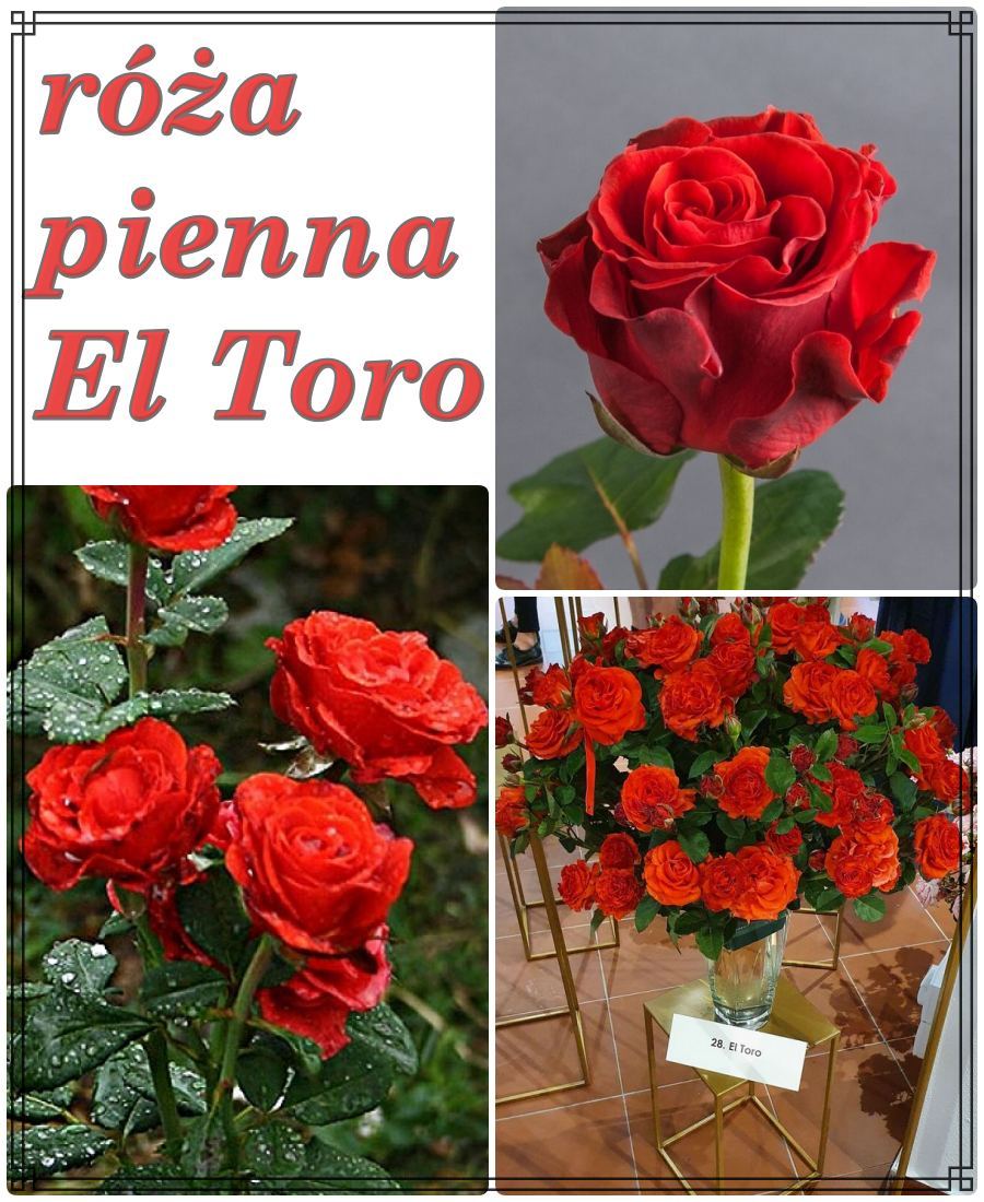 róża pienna El Toro