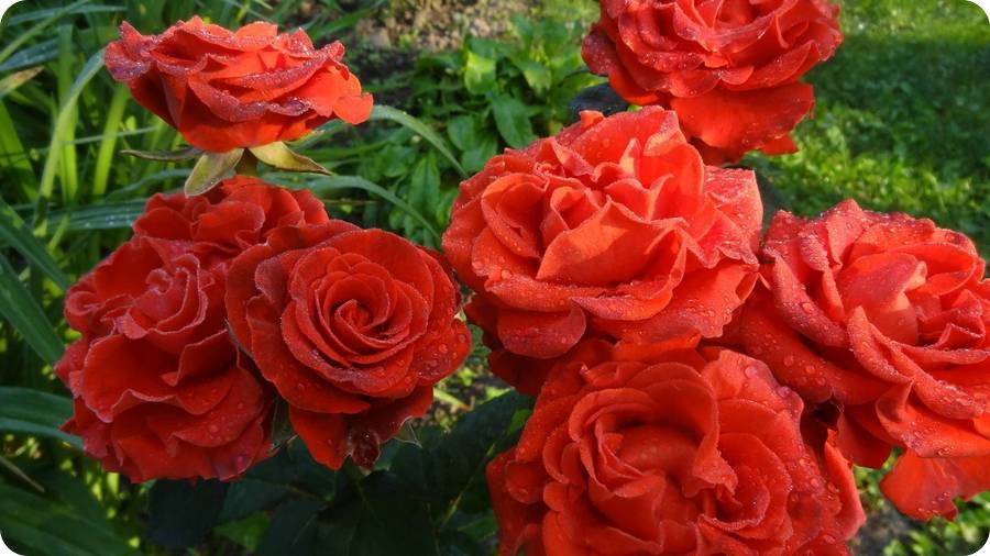 El Toro róże wielkokwiatowe