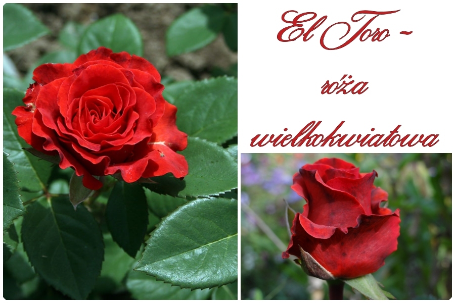 El Toro róże wielkokwiatowe