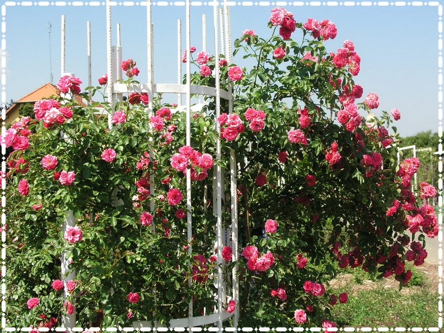 Elmshorn róże krzaczaste