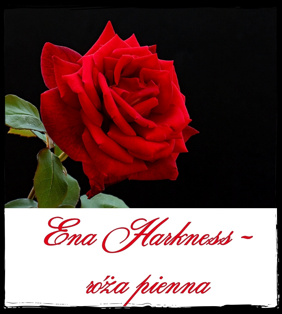 Ena Harkness róże pienne