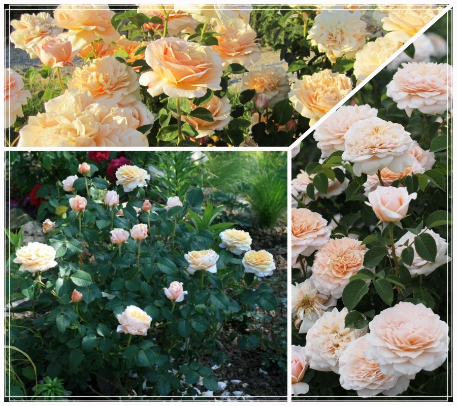 English Garden róże krzaczaste