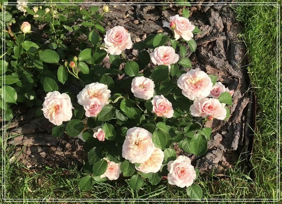 English Garden róże krzaczaste