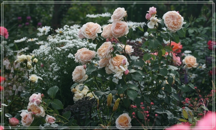English garden róże krzaczaste