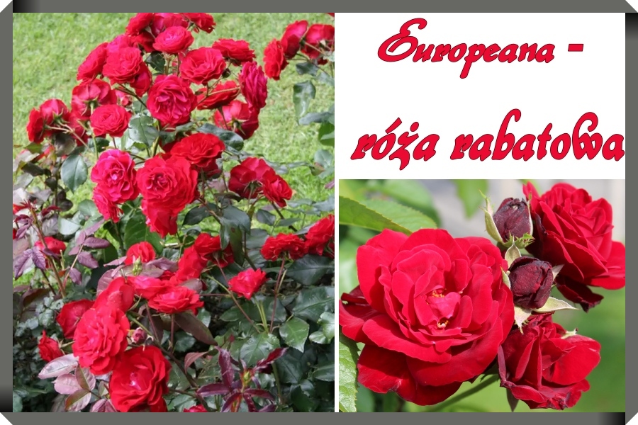 Europeana róże rabatowe
