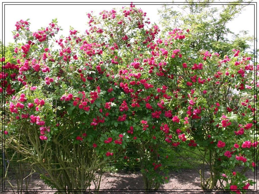 F. J. Grootendorst róże krzaczaste