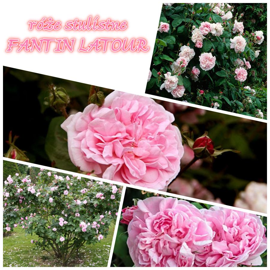 Fantin Latour róże stulistne